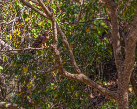 Photo for A honey Buzzard resting on a tree - Royalty Free Image