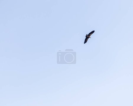 Téléchargez les photos : Un Griffon Himalyan en vol dans le ciel bleu - en image libre de droit