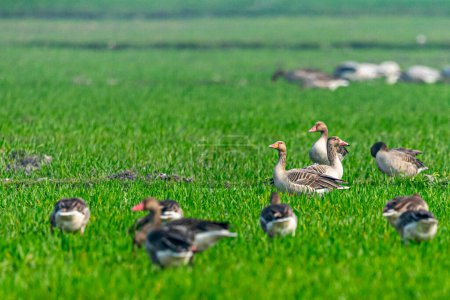 Foto de Una bandada de gansos en el arrozal - Imagen libre de derechos