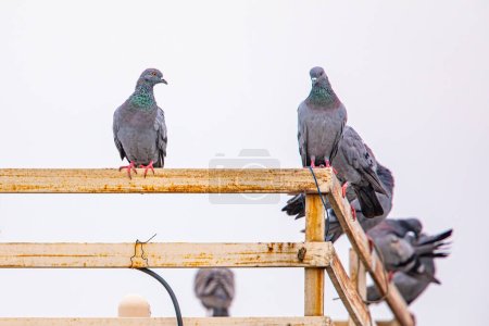 A Flock of pigeons resting on a railing