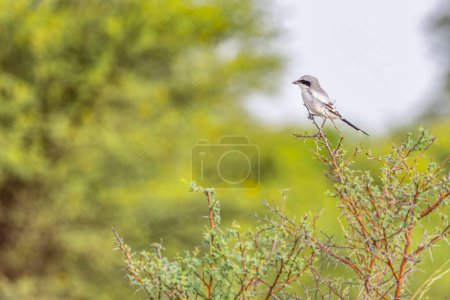 Photo for A Grey Shrike resting on a bush tree - Royalty Free Image