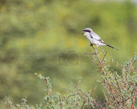 Photo for A Grey Shrike calling from a Bush - Royalty Free Image