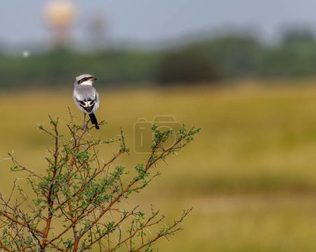 Photo for A Grey Shrike in a jungle - Royalty Free Image