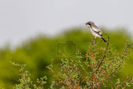 Photo for A Grey Shrike perching on a tree - Royalty Free Image