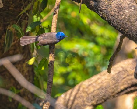 Photo for White Bellied blue fly catcher perching on a tree - Royalty Free Image