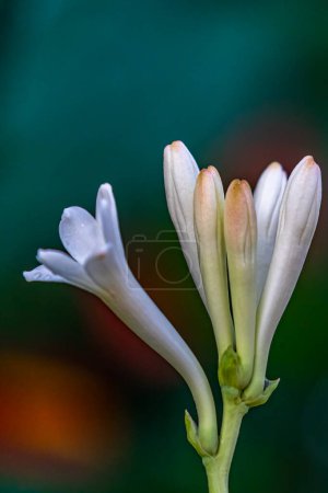 Photo for A bench of polianthes tuberose flower in garden - Royalty Free Image
