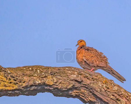 Téléchargez les photos : Une colombe tachetée reposant sur un arbre - en image libre de droit