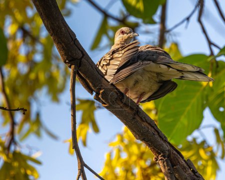Téléchargez les photos : Une colombe tachetée regardant en arrière sur un arbre - en image libre de droit