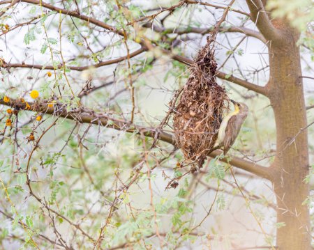 Photo for A Sun bird at its nest - Royalty Free Image