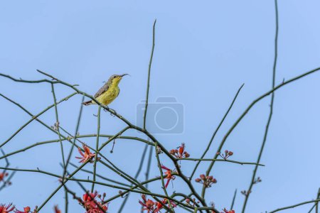 Photo for A Sun bird sitting on a tree - Royalty Free Image