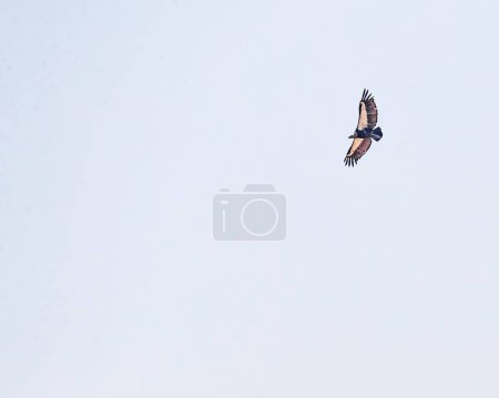 Photo for A Eurasian Griffon in flight - Royalty Free Image