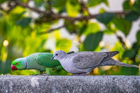 Téléchargez les photos : Une colombe collier attend son tour pour la nourriture - en image libre de droit