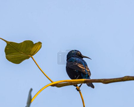 Téléchargez les photos : Un Sunbird pourpre sur une branche d'arbre - en image libre de droit