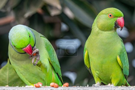 Téléchargez les photos : Une paire vigilante de perroquets annelés - en image libre de droit
