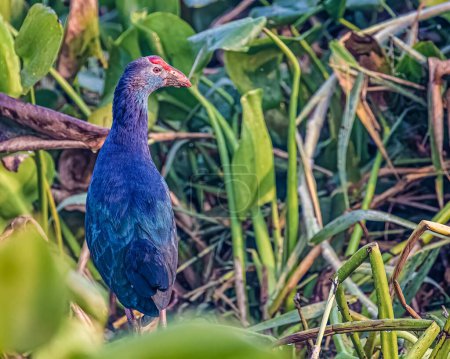 Photo for A Purple Swamphen looking back from green plants - Royalty Free Image