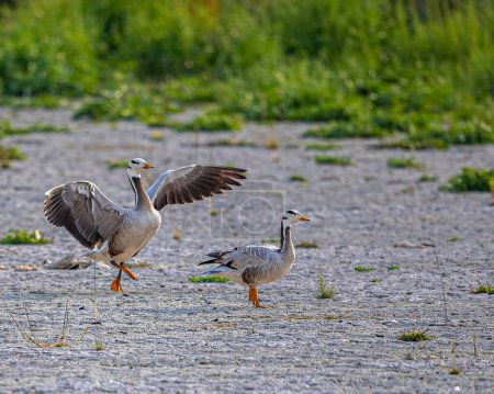 bar headed goose following the other with open wings