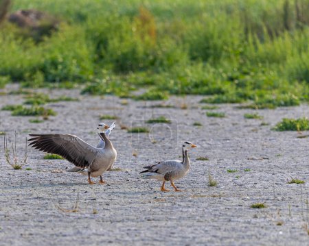 Bar Headed Goose eskortiert das Weibchen stilvoll