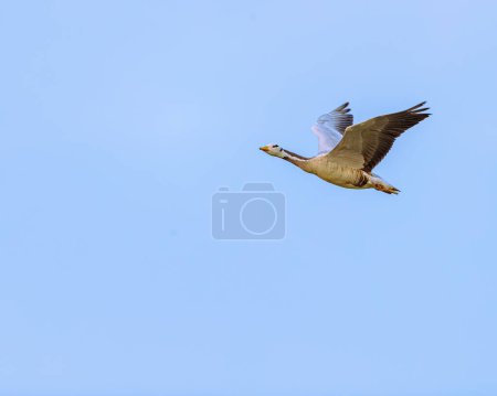 Bar Headed goose flying in blue sky