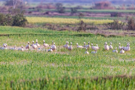 A field filled with Bar headed goose