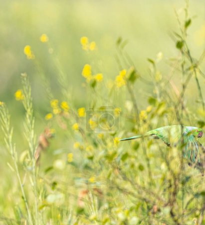 Téléchargez les photos : Une perruche annelée cachée dans les plantes - en image libre de droit