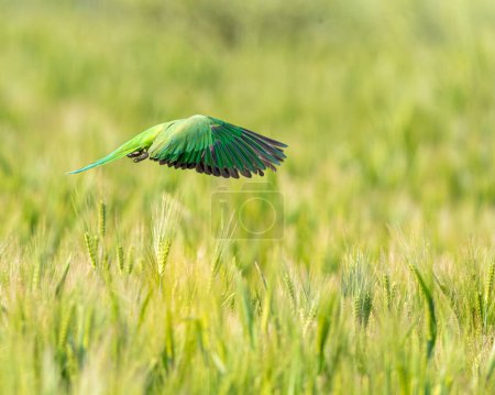 Téléchargez les photos : Une perruche rouge sur un champ de blé - en image libre de droit