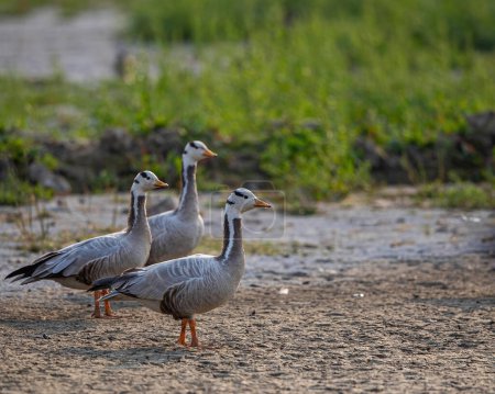 A Trio of Bar Headed Goose in field