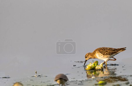 A Wood Sandpiper searching food in lake