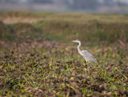 A Grey Heron resting in a wet land