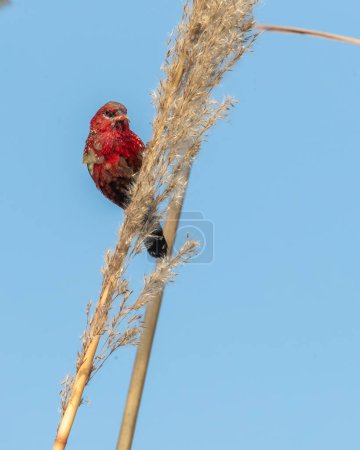 Foto de Un Avadavat rojo mirando a Camera desde una planta de semillas - Imagen libre de derechos