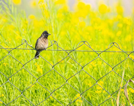 Red vented bulbul resting on a wire mesh