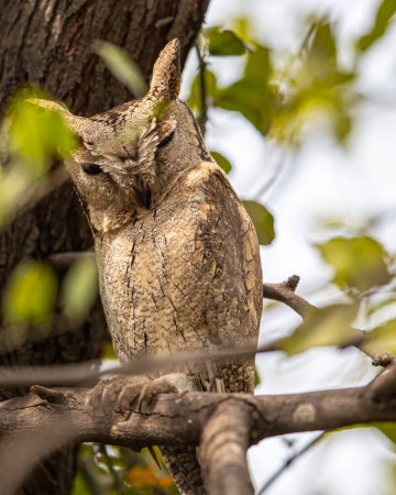 A Sccop Owl resting on a tree