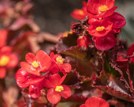 Rote Begonien blühen in voller Blüte