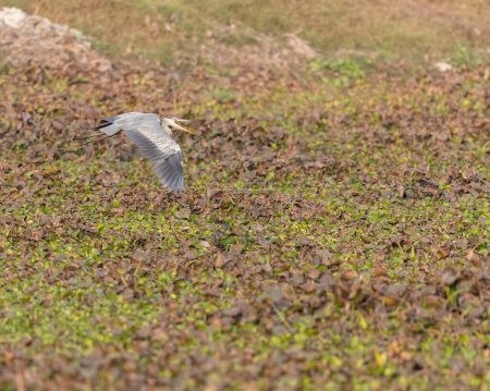 Un héron gris en vol au-dessus d'une terre humide