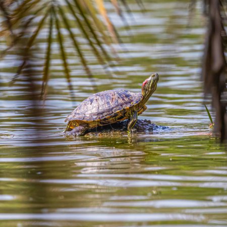 Eine Rotohrschildkröte in einem See