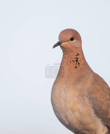 A Closeup of a laughing dove