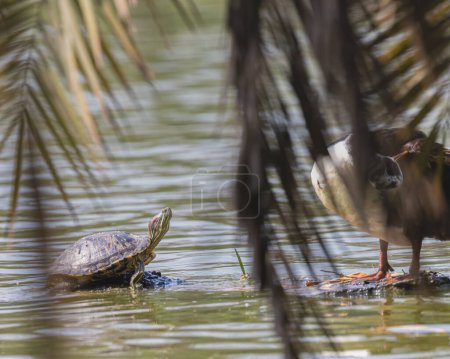 Photo for A Red Eared slider tortoise with a duck - Royalty Free Image