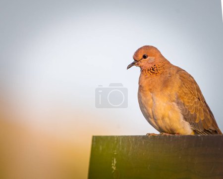 A Laughing Dove basking on wall