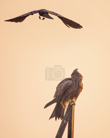 A Black Kite looking up to a crow