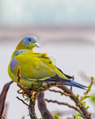 Eine grüne Taube mit gelbem Fuß sitzt an der Spitze