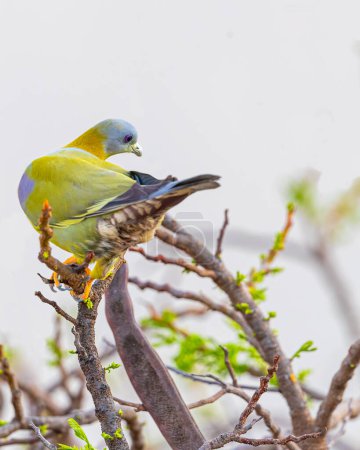 Una paloma verde de patas amarillas sentada en un estilo
