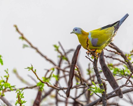 Un Pigeon vert aux pattes jaunes avec la queue en l'air
