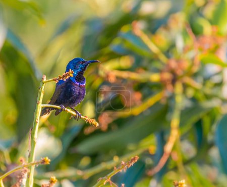 Téléchargez les photos : Un Sunbird pourpre reposant sur une branche - en image libre de droit