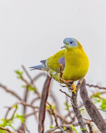 Una paloma verde de patas amarillas mirando a la cámara