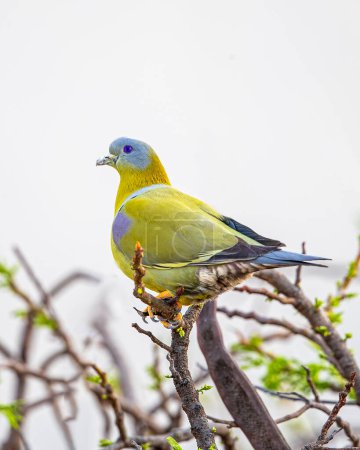 Un Pigeon vert aux pieds jaunes se reposant au sommet de l'arbre