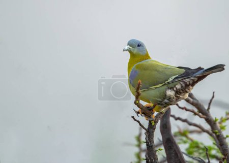 Una paloma verde de patas amarillas mirando hacia atrás