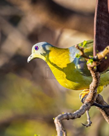 Eine grüne Taube mit gelbem Fuß, die auf einem Baum ruht