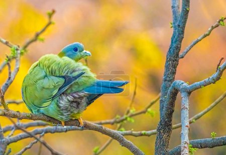 Un Pigeon vert aux pieds jaunes regardant en arrière