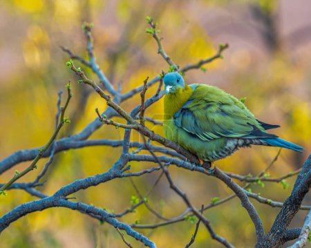 Una paloma verde de patas amarillas mirando hacia la cámara
