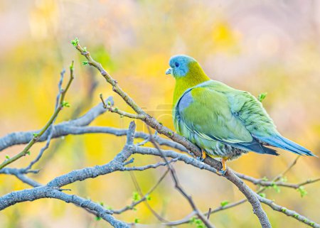 Una paloma verde de patas amarillas descansando sobre una rama de árbol