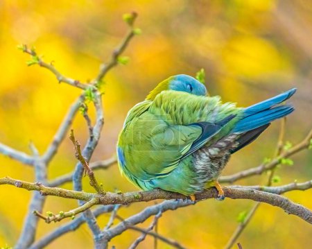 Una paloma verde de patas amarillas preparando sus alas